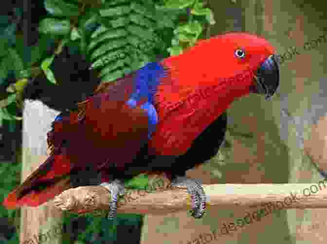 A Female Eclectus Parrot With Deep Burgundy Feathers, A Black Beak, And Beautiful Blue Eye Rings. Eclectus Parrots Basic Care And Needs