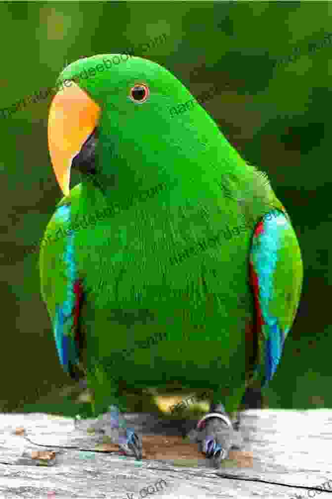 A Male Eclectus Parrot With Vibrant Emerald Green Plumage, A Bright Red Beak, And Blue Cheek Patches. Eclectus Parrots Basic Care And Needs