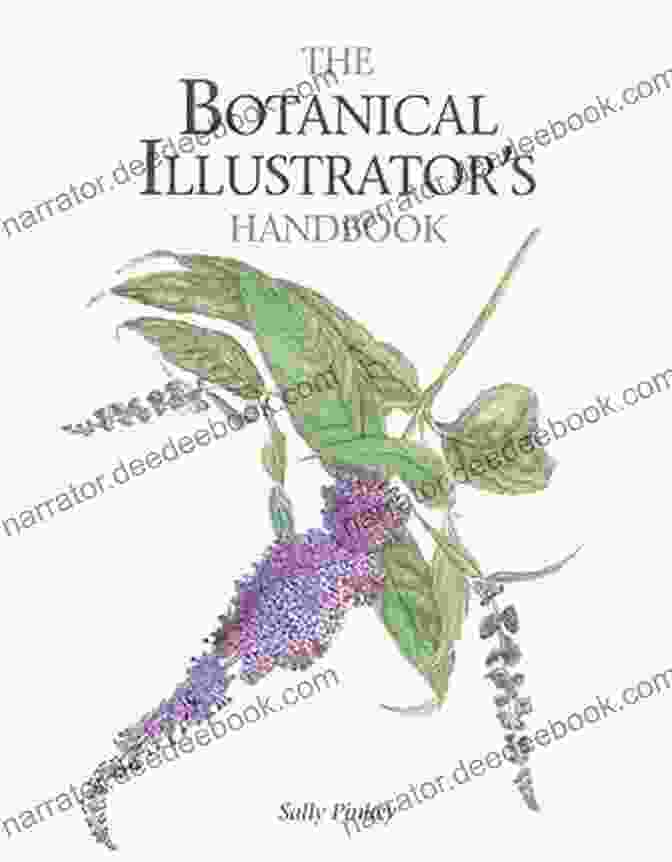 Author Sally Pinhey Botanical Illustrator S Handbook Sally Pinhey