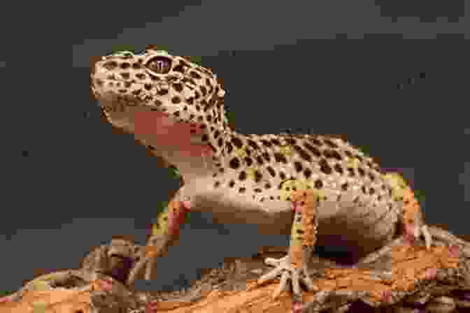 Leopard Gecko With A Spotted Pattern Leopard Gecko An Incredible Pet: The Most Straightforward And Amusing Guide On Caring For Your Leopard Gecko From Start To Finish Allowing You To Experience The Most Endearing Aspect Of This Charmin