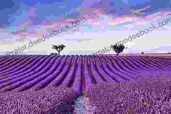 Panoramic View Of The Lavender Fields In Provence Provence For All Seasons: A Journey