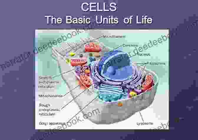 The Smallest Unit Of Life, The Cell, Is The Basic Building Block Of All Living Organisms. It Can Be Either Prokaryotic Or Eukaryotic, And It Carries Out Various Essential Functions For Life. The Smallest Unit Of Life A Closer Look At Organisms Science Kids Science Grade 5 Children S Biology