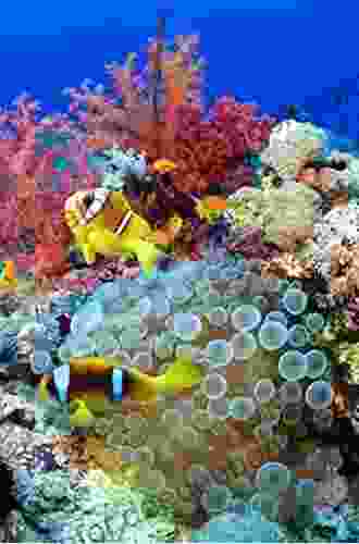 Mesophotic Coral Ecosystems (Coral Reefs Of The World 12)